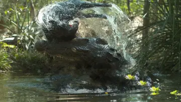 Backdrop to the movie "Crocodile: Australia