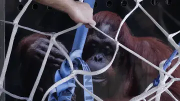 Backdrop to the movie "Sandra, The Primate Citizen" #800138