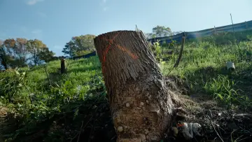 Backdrop to the movie "The Tree Economy" #775522
