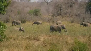 Backdrop to the movie "Elephant in the Room" #824529