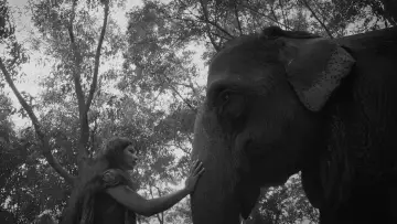 Backdrop to the movie "The Blind Girl and an Elephant" #915231