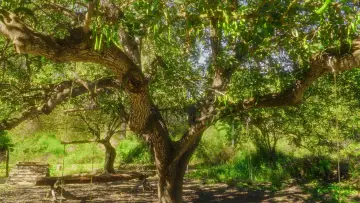 Backdrop to the movie "Inflorescencia" #824131