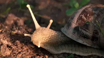 Backdrop to the movie "The Left Hand Snail" #1143272
