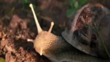 Backdrop to the movie "The Left Hand Snail" #822379