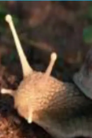 The Left Hand Snail
