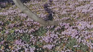 Backdrop to the movie "Dior: Anatomy of an Haute Couture Collection" #931892