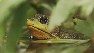Backdrop to the movie "Understanding Myself as an Amphibian" #846305