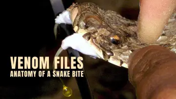 Backdrop to the movie "Venom File - Anatomy of a snake bite" #878167