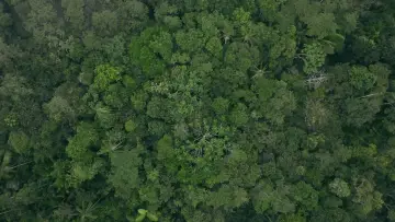 Backdrop to the movie "Eat More Trees" #928063