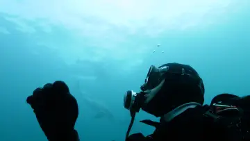 Backdrop to the movie "Sea of Whales" #844645