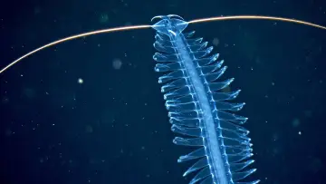 Backdrop to the movie "Deep sea exploration : the last frontiers on Earth" #915368