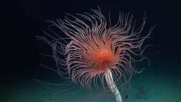 Backdrop to the movie "Deep sea exploration : the last frontiers on Earth" #915369