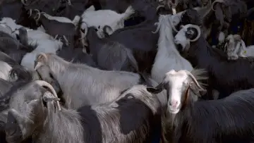 Backdrop to the movie "As the Spring Arrives, Water Recalls the Nomads" #912962