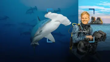 Backdrop to the movie "Hammerhead Sharks Up Close with Bertie Gregory" #955586