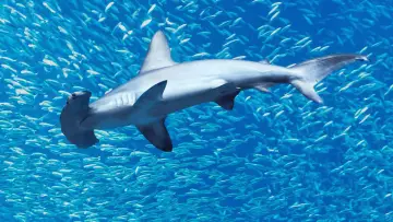 Backdrop to the movie "Hammerhead Sharks Up Close with Bertie Gregory" #955587