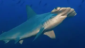 Backdrop to the movie "Hammerhead Sharks Up Close with Bertie Gregory" #955588