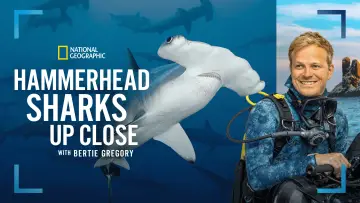 Backdrop to the movie "Hammerhead Sharks Up Close with Bertie Gregory" #955589