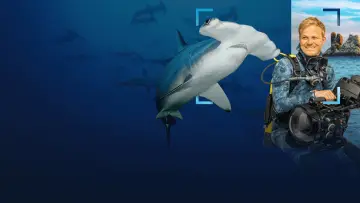 Backdrop to the movie "Hammerhead Sharks Up Close with Bertie Gregory" #955590