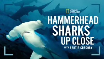 Backdrop to the movie "Hammerhead Sharks Up Close with Bertie Gregory" #955591