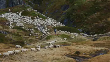 Backdrop to the movie "Summer Meadow" #1212316