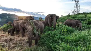 The Elephant Odyssey poster