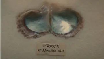 Backdrop to the movie "Oyster" #1166229