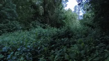 Backdrop to the movie "Ecosystem washing" #1166333