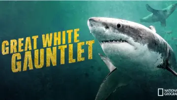 Backdrop to the movie "Great White Gauntlet" #1177455