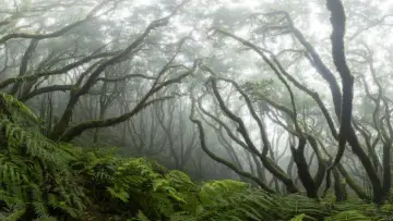 Backdrop to the movie "Anaga, Naturaleza Infinita" #1574702