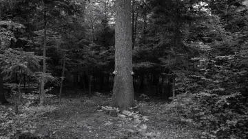 Backdrop to the movie "From the Mountain" #1196083