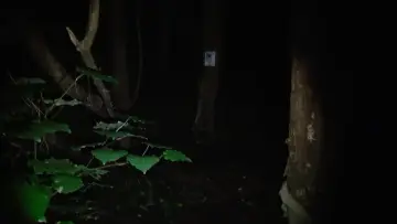 Backdrop to the movie "Grey_Pines.Mov" #1196511
