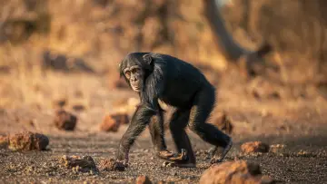 Backdrop to the movie "Humanlike - The Chimps of Fongoli" #1572827