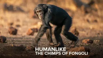 Backdrop to the movie "Humanlike - The Chimps of Fongoli" #1572828