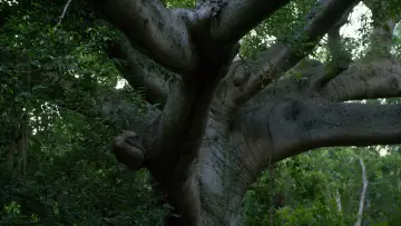 Backdrop to the movie "Falling White Leaves" #1639947