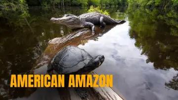 Backdrop to the movie "American Amazon" #1625627