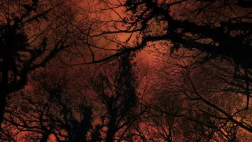 Backdrop to the movie "Carta d’un arbre als humans" #1569645