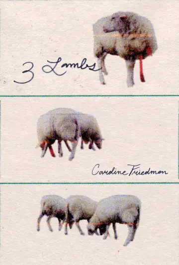 3 Lambs poster