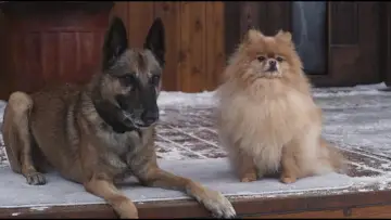 Backdrop to the movie "Step Dogs" #970352