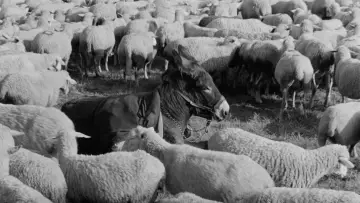 Backdrop to the movie "Au Hasard Balthazar" #985934