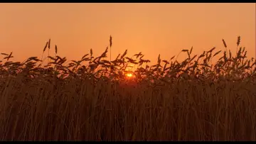 Backdrop to the movie "The Reflecting Skin" #1523445