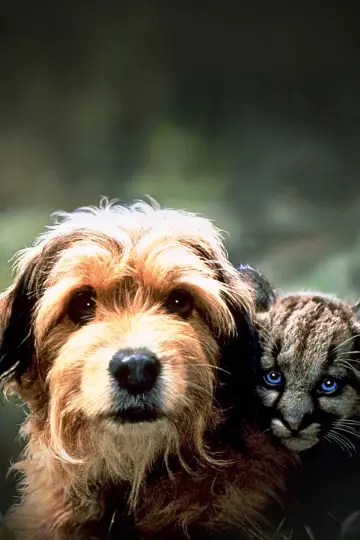 Poster to the movie "Benji the Hunted" #1051793