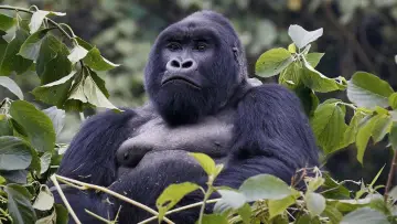 Backdrop to the movie "Mountain Gorilla" #1640891
