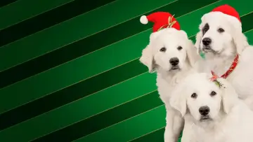 Backdrop to the movie "Santa Buddies" #1008653