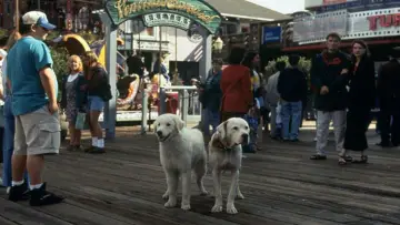 Backdrop to the movie "Homeward Bound II: Lost in San Francisco" #280623