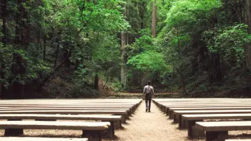 Backdrop to the movie "Redwoods" #1132119