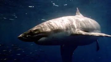 Backdrop to the movie "Raging Sharks" #1135635