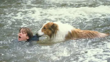 Backdrop to the movie "Lassie" #1106238