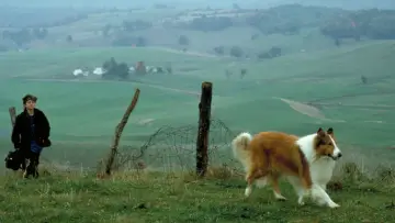 Backdrop to the movie "Lassie" #1106239