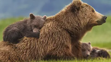 Backdrop to the movie "Bears" #471327