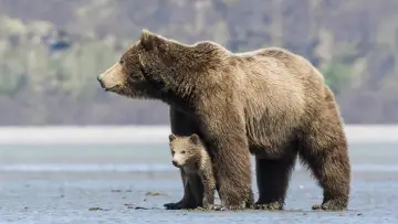 Backdrop to the movie "Bears" #471328